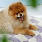 Cuccia impermeabile AquaRest per cani – comfort indoor e outdoor