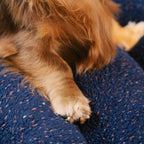 Cuccia morbida per cani CheesecakeComfort