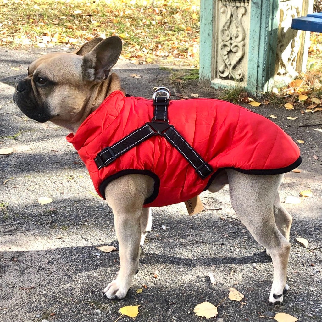 Giacca per cani | Antivento e idrorepellente | Pettorina integrata