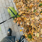 Giacca per cani | Antivento e idrorepellente | Pettorina integrata