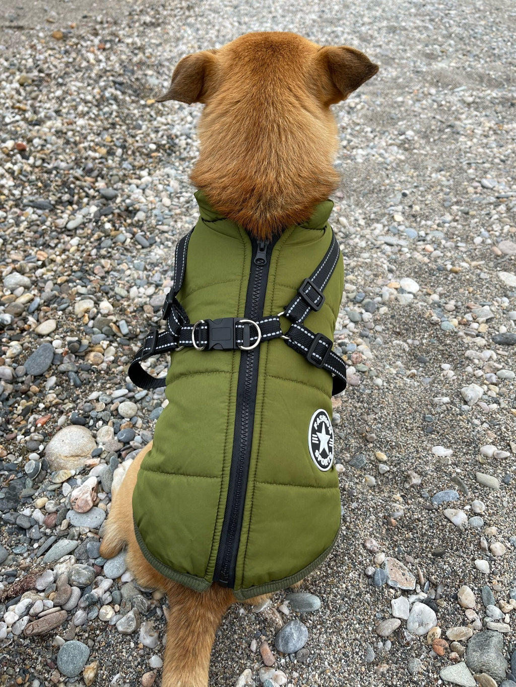 Giacca per cani | Antivento e idrorepellente | Pettorina integrata
