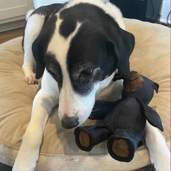 Giocattolo ultra-resistente per cani che masticano forte – Orsetto rinforzato