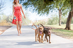 Guinzaglio doppio per cani con rotazione a 360°, anti-groviglio e riflettente