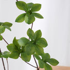 Pianta verde decorativa