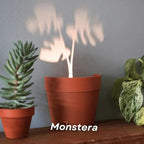 Vaso con proiezione luminosa a parete – 7 sagome di piante intercambiabili