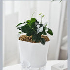 Vaso con riserva d'acqua – Vaso autoirrigante per piante da interno