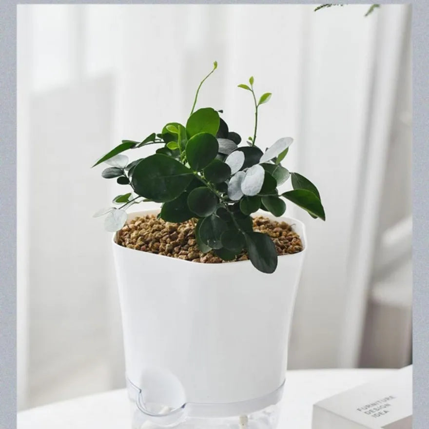 Vaso con riserva d'acqua – Vaso autoirrigante per piante da interno